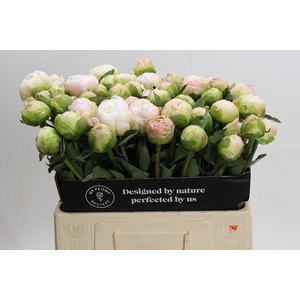 Paeonia Moon Over Barrington