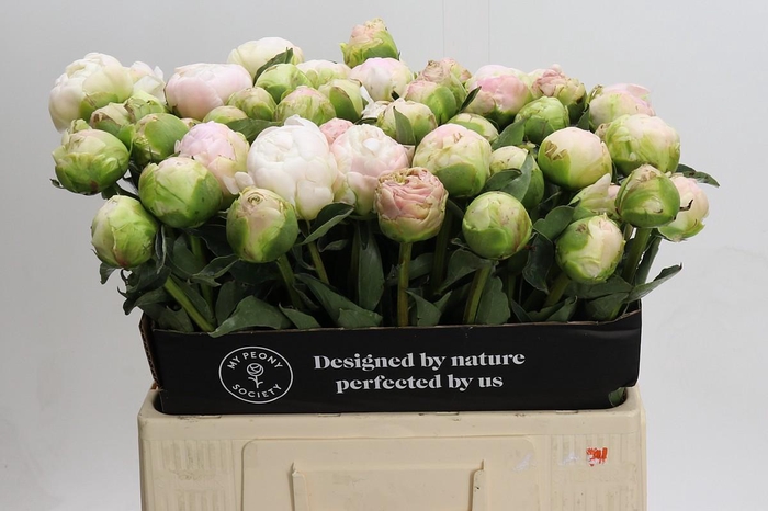 <h4>Paeonia Moon Over Barrington</h4>