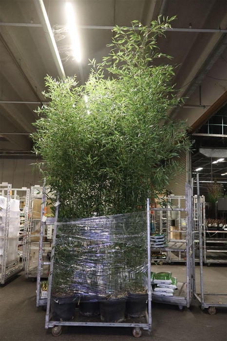 <h4>Phyll Aurea</h4>