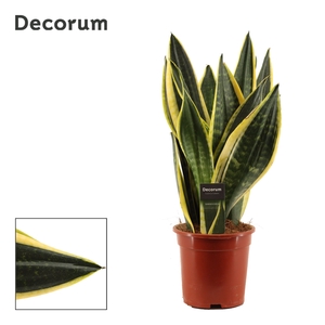 Sansevieria Night Shade 17 cm (Decorum)