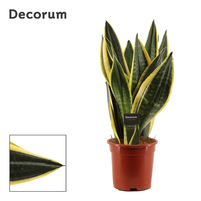 <h4>Sansevieria Night Shade 17 cm (Decorum)</h4>