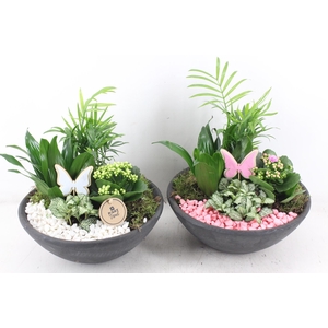 arr2 PL - Ebbischaal L - roze/wit