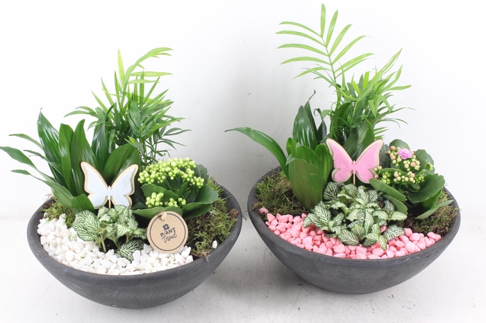 <h4>arr2 PL - Ebbischaal L - roze/wit</h4>