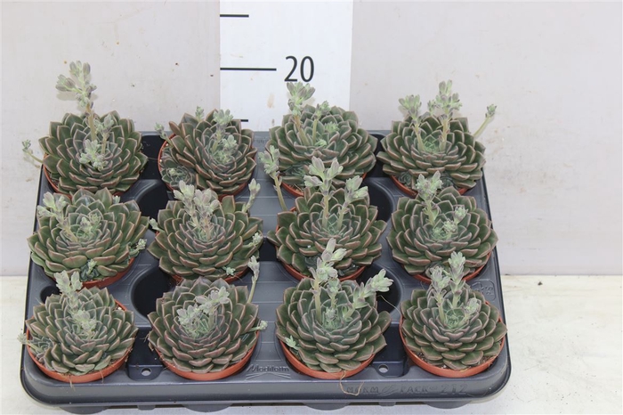 <h4>Echeveria Glauca Flowering</h4>