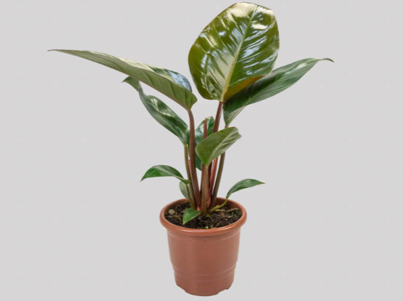 <h4>PHILODENDRON BLACK CARDINAL P17</h4>