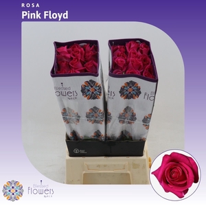 Rosa gr Pink Floyd!