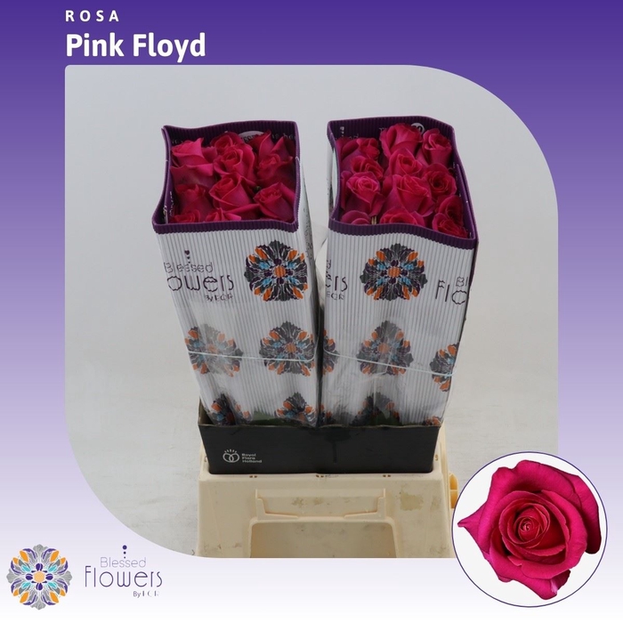<h4>Rosa gr Pink Floyd!</h4>