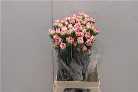 <h4>Di St Gioia</h4>