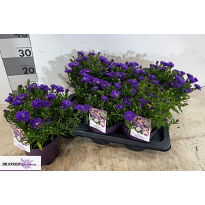 ASTER D ALPHA PINK