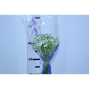 ORNITHOGALUM SAUNDERSIAE 070 CM