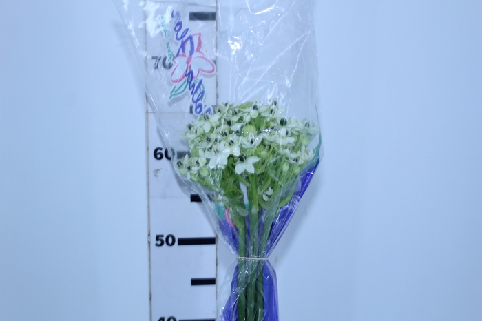 ORNITHOGALUM SAUNDERSIAE 070 CM