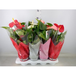 Anthurium   ...mix 4