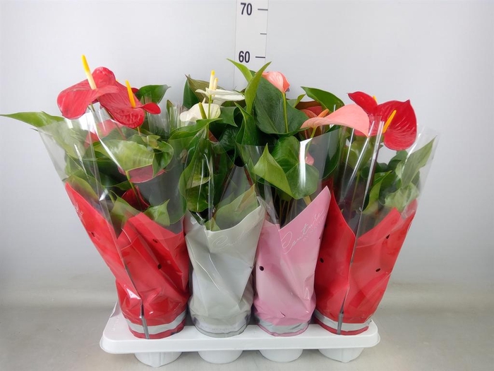 <h4>Anthurium   ...mix 4</h4>