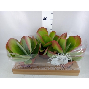 Kalanchoe NF thyrsiflora