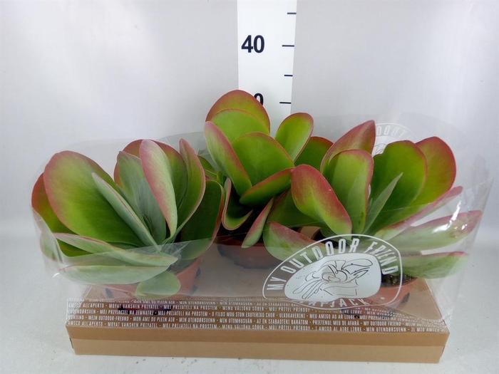 <h4>Kalanchoe NF thyrsiflora</h4>