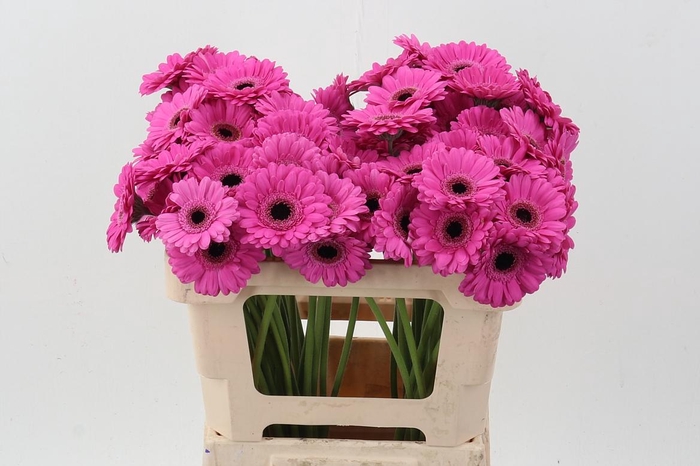 <h4>Ge Mi Dolcetto</h4>