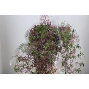 Jasmijn Ranken P Bunch