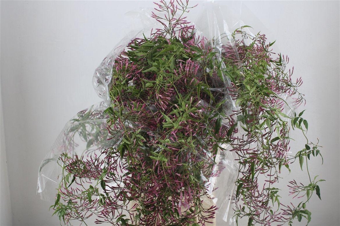 <h4>Jasmijn Ranken P Bunch</h4>