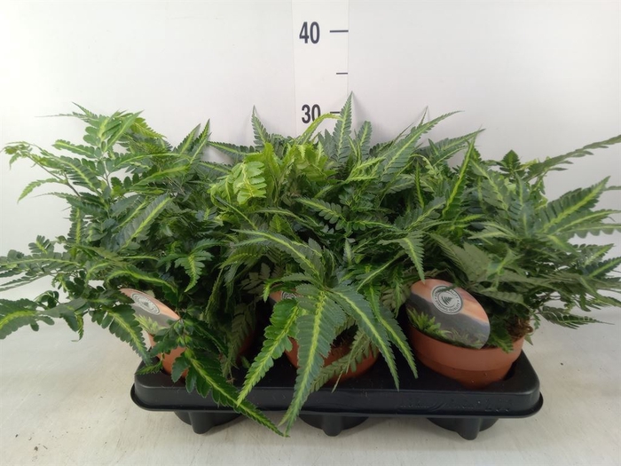 <h4>Arachniodes aristata 'Variegata'</h4>