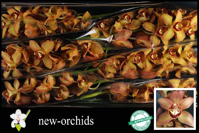 <h4>CYMB T CHARLY BROWN</h4>