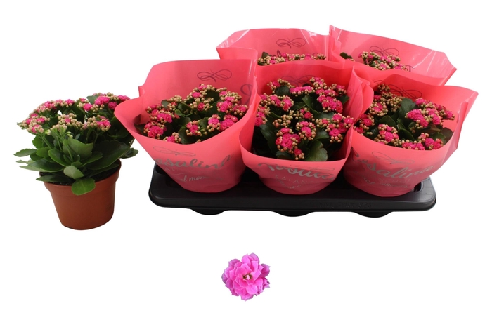 <h4>KAL GE NANDO PINK</h4>