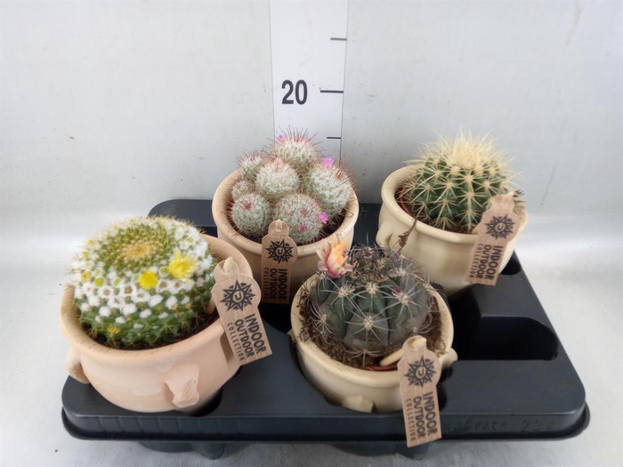 <h4>Cactus ...mix</h4>