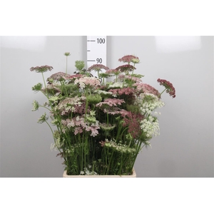 Daucus Carota Dara