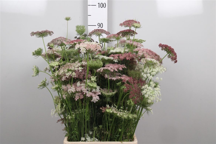 <h4>Daucus Carota Dara</h4>