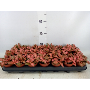 Fittonia verschaf. 'Forest Flame'