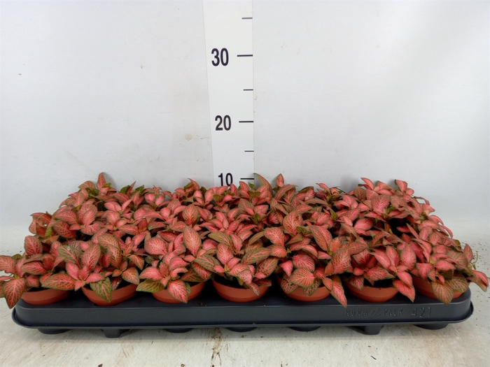 <h4>Fittonia verschaf. 'Forest Flame'</h4>