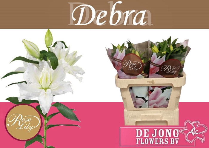 <h4>LI OR DU RL DEBRA</h4>