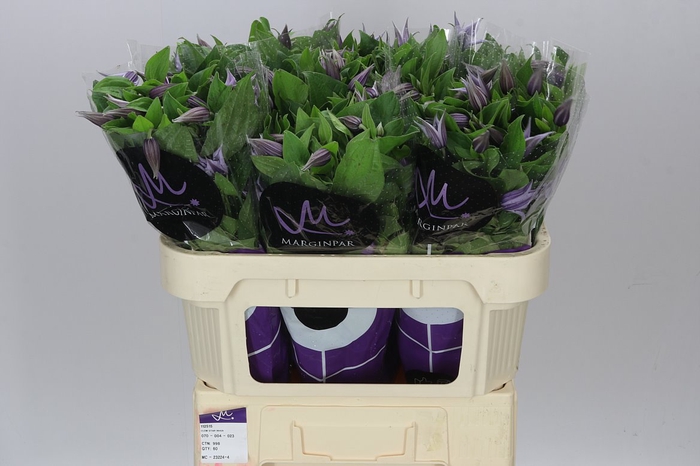 <h4>Clematis Star River</h4>