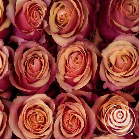 <h4>R Eq Cherry Brandy</h4>