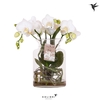 Phalaenopsis wit meer takken