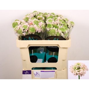 SCAB AT F VA B SCOOP