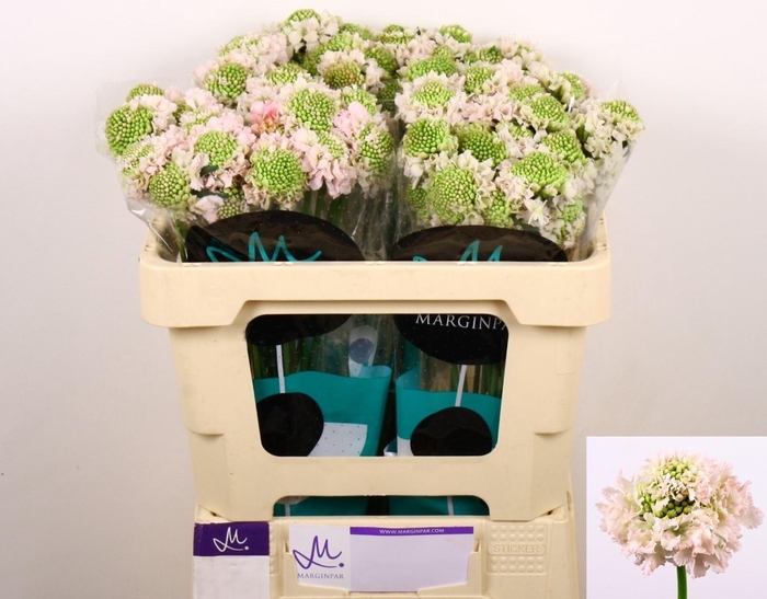 <h4>SCAB AT F VA B SCOOP</h4>