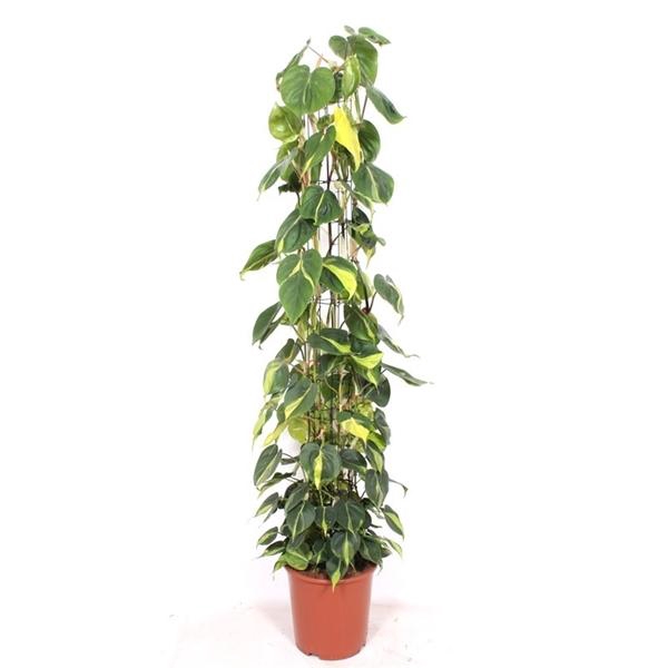<h4>Philodendron scandens 'Brasil'</h4>