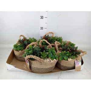 Arr.   Kamerplant Groen L%