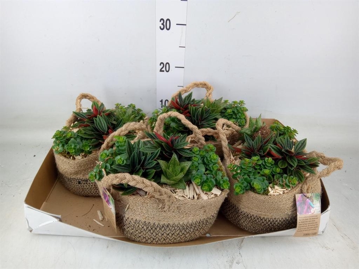 <h4>Arr.   Kamerplant Groen L%</h4>