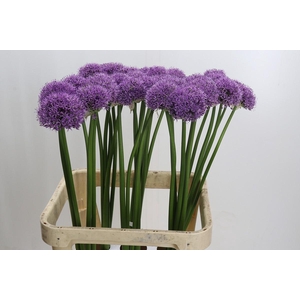 Allium Gladiator