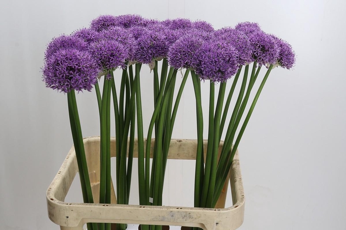 <h4>Allium Gladiator</h4>