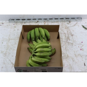 Musa Sapientum Green