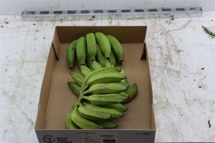 <h4>Musa Sapientum Green</h4>