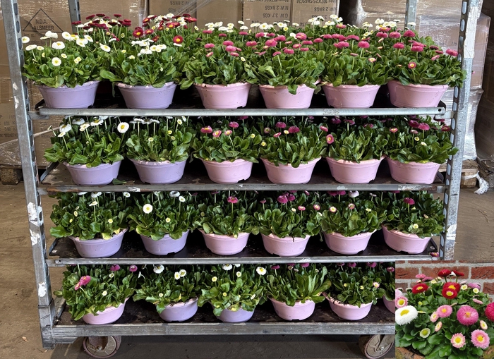 <h4>BELLIS P MIXK</h4>