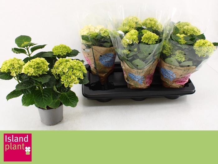 <h4>HYDR M WUDU</h4>