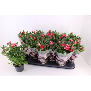 Rosa Gigi Parade 10,5Ø 28cm