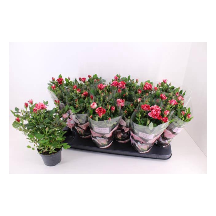 <h4>Rosa Gigi Parade 10,5Ø 28cm</h4>