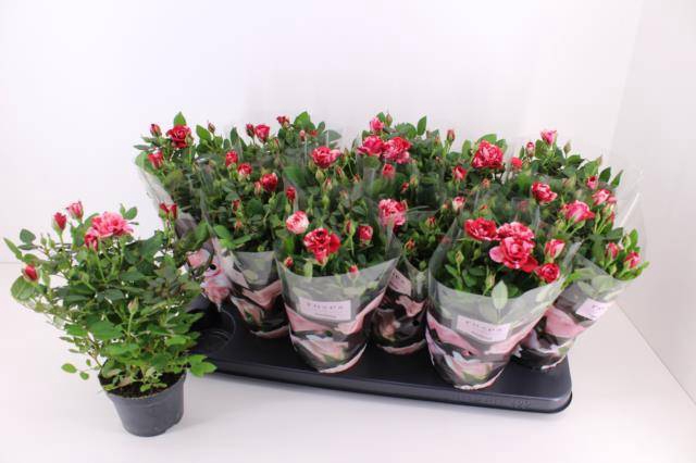 Rosa Gigi Parade 10,5Ø 28cm