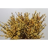 Ilex Citronella