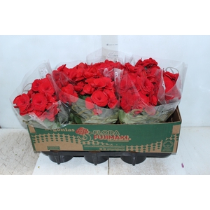BEGONIA BALADIN P15